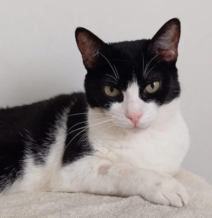 Gato raça SRD-ViraLata idade 6 ou mais anos nome Banguela