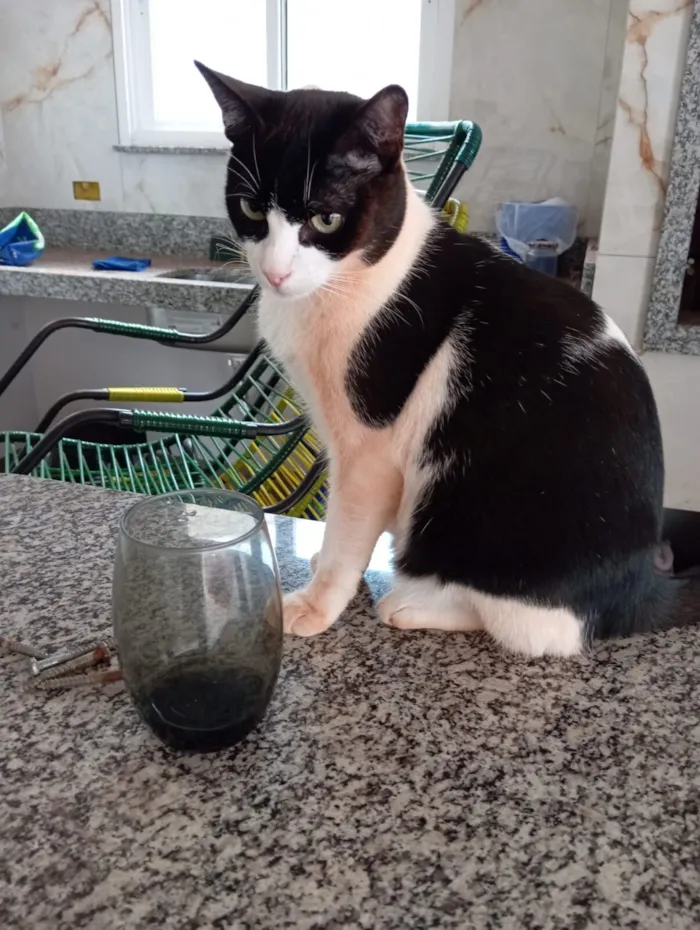 Gato raça SRD-ViraLata idade 6 ou mais anos nome Banguela