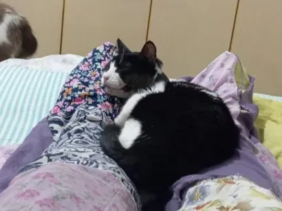 Gato raça SRD-ViraLata idade 6 ou mais anos nome Banguela