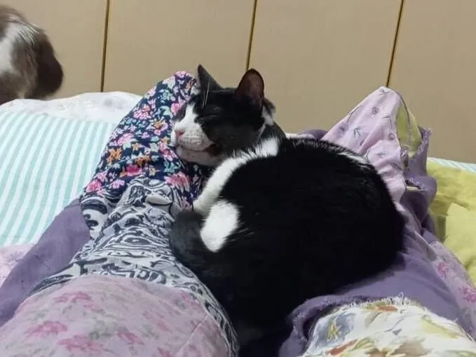 Gato raça SRD-ViraLata idade 6 ou mais anos nome Banguela