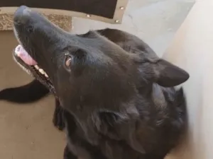 Cachorro raça SRD-ViraLata idade 4 anos nome Madalena