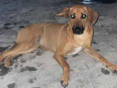 Cachorro raça SRD-ViraLata idade 1 ano nome Sasha