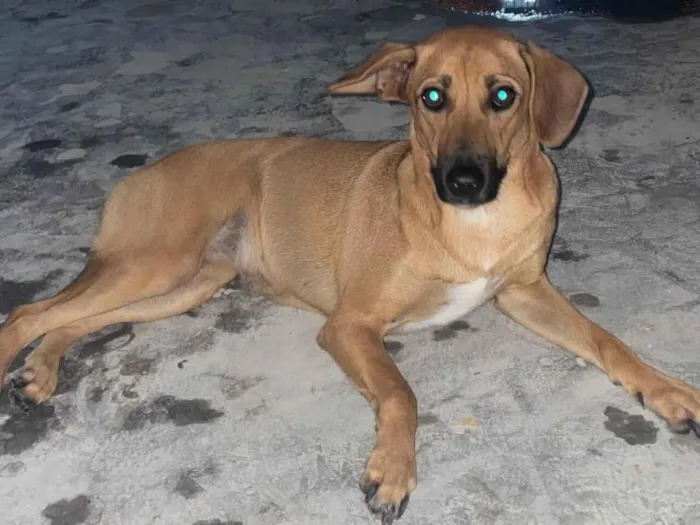 Cachorro raça SRD-ViraLata idade 1 ano nome Sasha