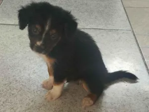 Cachorro raça SRD-ViraLata idade Abaixo de 2 meses nome Max e Pretinha