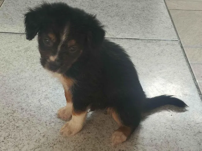 Cachorro raça SRD-ViraLata idade Abaixo de 2 meses nome Max e Pretinha