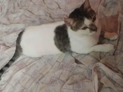 Gato raça SRD-ViraLata idade 2 a 6 meses nome Princesa