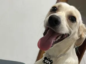 Cachorro raça SRD-ViraLata idade 1 ano nome Feb