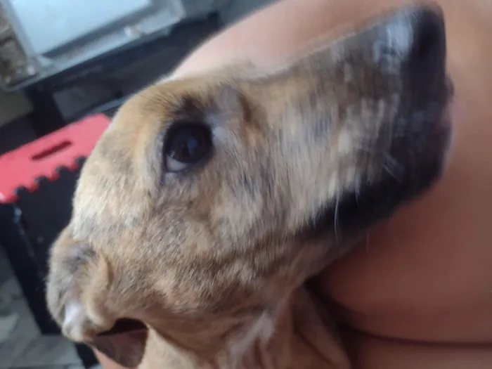 Cachorro raça SRD-ViraLata idade 2 a 6 meses nome Scooby