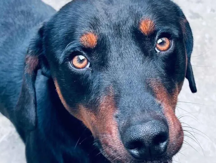 Cachorro raça SRD-ViraLata idade 1 ano nome Theo