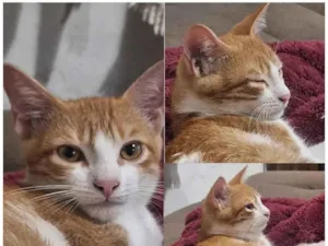 Gato raça SRD-ViraLata idade 2 a 6 meses nome Gatinhos filhores e mãe 