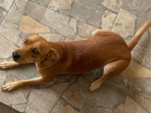 Cachorro raça SRD-ViraLata idade 1 ano nome DIANA