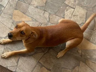 Cachorro raça SRD-ViraLata idade 1 ano nome DIANA