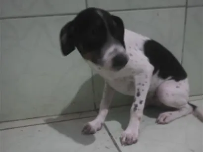 Cachorro raça SRD-ViraLata idade 2 a 6 meses nome não tem nome ainda...