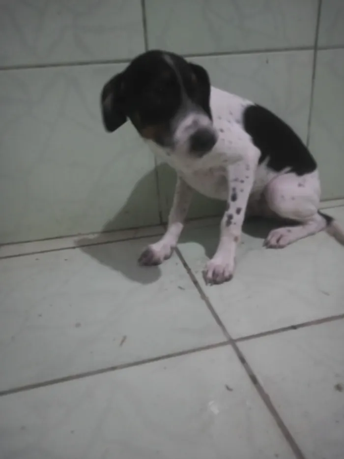 Cachorro raça SRD-ViraLata idade 2 a 6 meses nome não tem nome ainda...