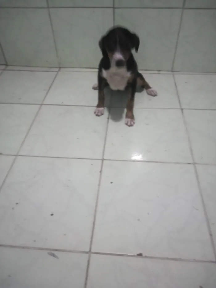 Cachorro raça SRD-ViraLata idade 2 a 6 meses nome não tem nome ainda...