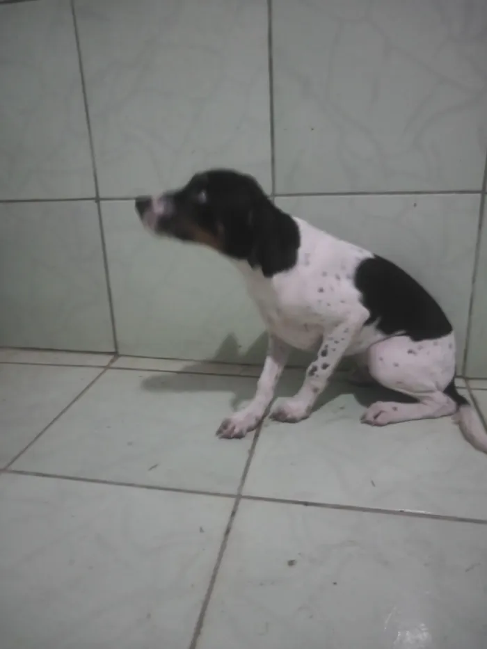 Cachorro raça SRD-ViraLata idade 2 a 6 meses nome não tem nome ainda...