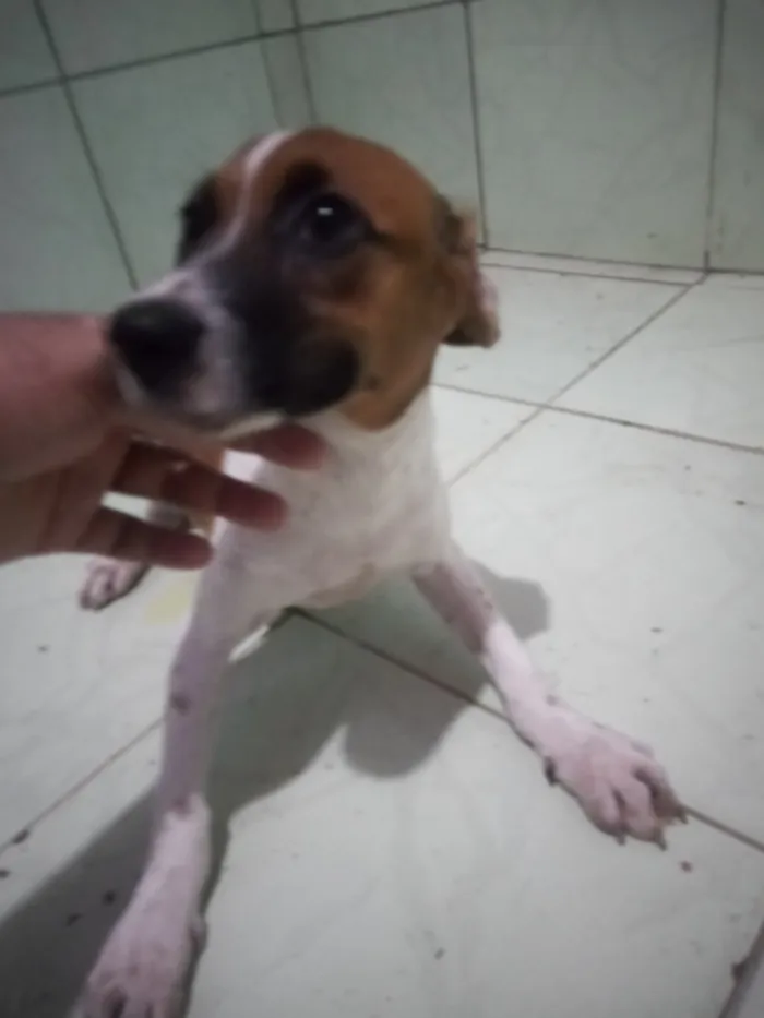 Cachorro raça SRD-ViraLata idade 2 a 6 meses nome não tem nome ainda...