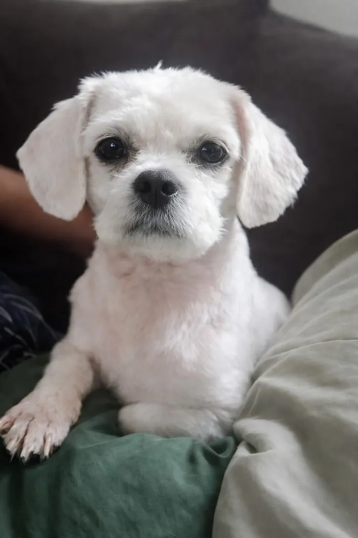 Cachorro raça SRD-ViraLata idade 4 anos nome Billy Jr