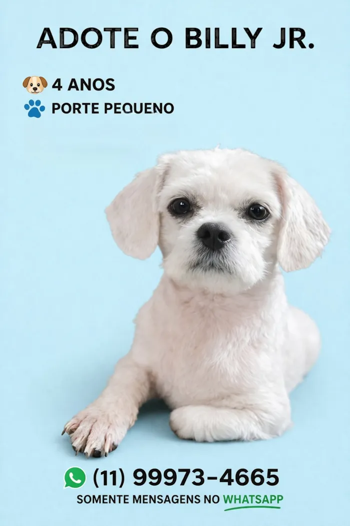 Cachorro raça SRD-ViraLata idade 4 anos nome Billy Jr