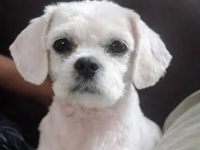 Cachorro raça SRD-ViraLata idade 4 anos nome Billy Jr