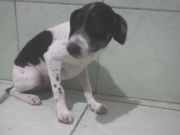 Cachorro raça SRD-ViraLata idade 2 a 6 meses nome não tem nome ainda...