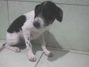 Cachorro raça SRD-ViraLata idade 2 a 6 meses nome não tem nome ainda...