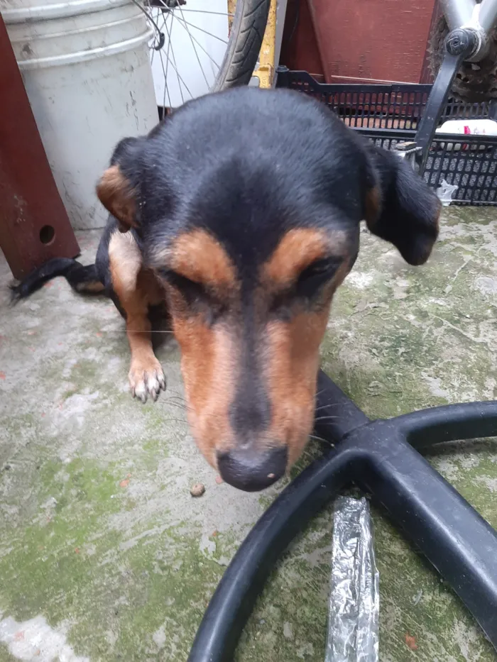 Cachorro raça SRD-ViraLata idade 1 ano nome pretinha