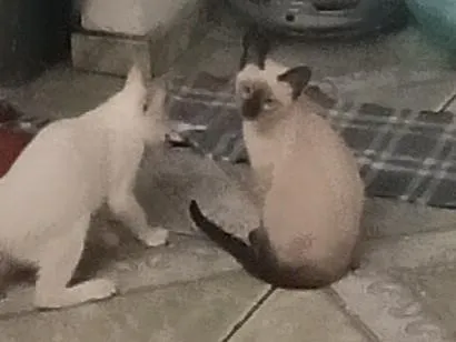 Gato raça SRD-ViraLata idade Abaixo de 2 meses nome Hana e Haru