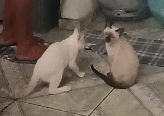 Gato raça SRD-ViraLata idade Abaixo de 2 meses nome Hana e Haru