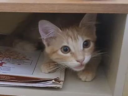 Gato raça SRD-ViraLata idade 2 a 6 meses nome Mel