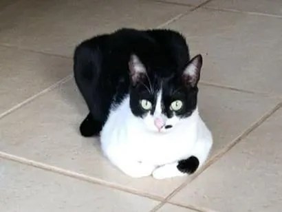 Gato raça SRD-ViraLata idade 4 anos nome Marlyn