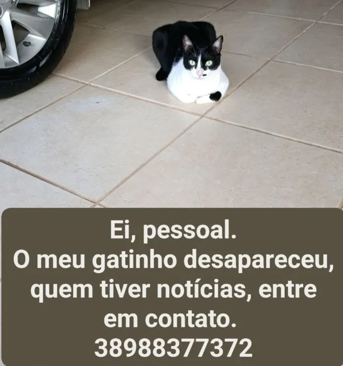 Gato raça SRD-ViraLata idade 4 anos nome Marlyn