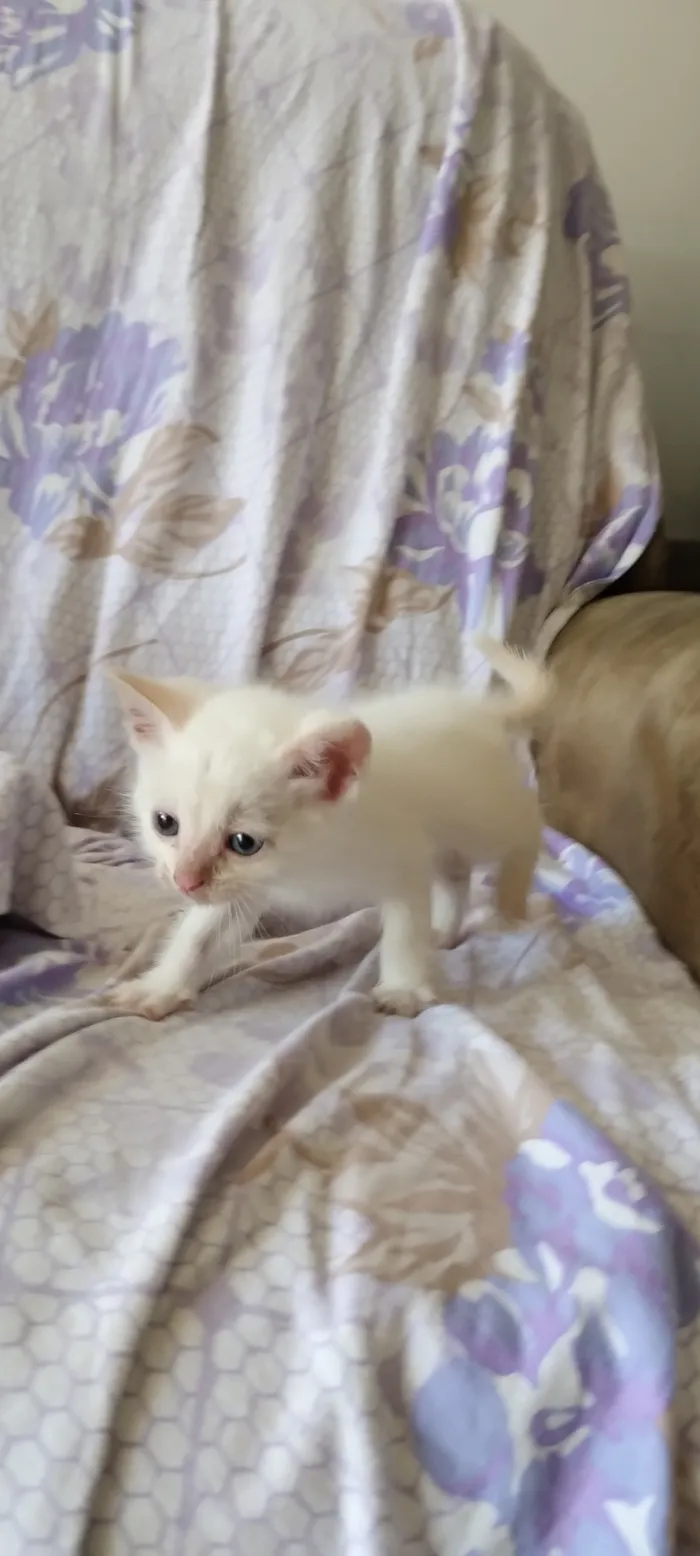 Gato raça SRD-ViraLata idade Abaixo de 2 meses nome Mia