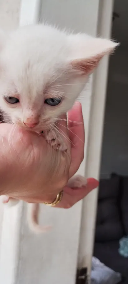 Gato raça SRD-ViraLata idade Abaixo de 2 meses nome Mia