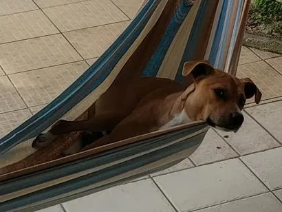 Cachorro raça SRD-ViraLata idade 2 anos nome Calica