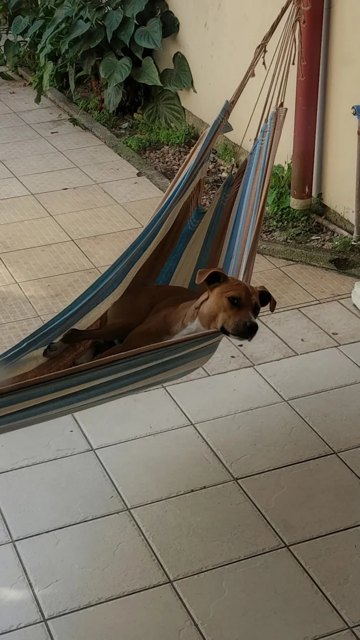 Cachorro raça SRD-ViraLata idade 2 anos nome Calica