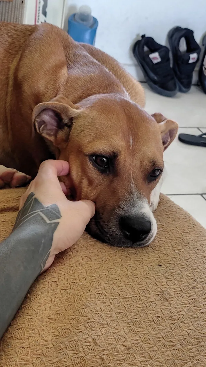 Cachorro raça SRD-ViraLata idade 2 anos nome Calica