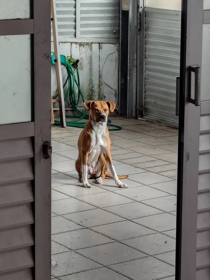 Cachorro raça SRD-ViraLata idade 2 anos nome Calica