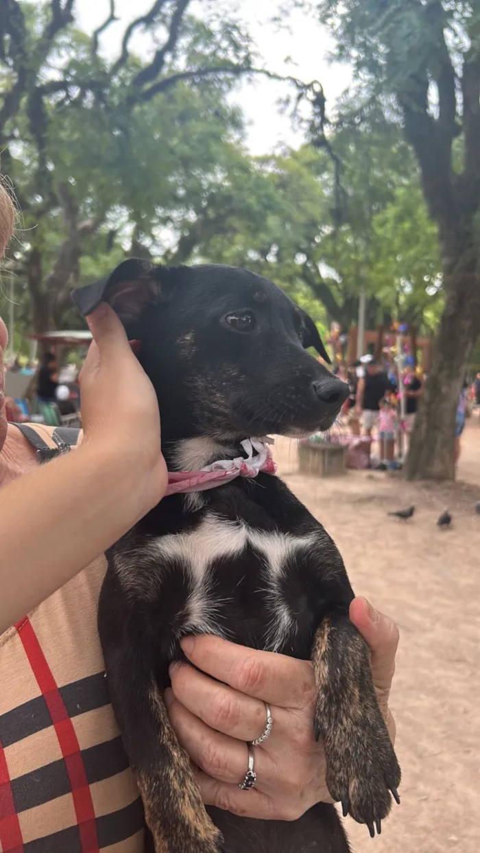 Cachorro raça SRD-ViraLata idade 2 a 6 meses nome Ana Julia 