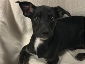 Cachorro raça SRD-ViraLata idade 2 a 6 meses nome Ana Julia 