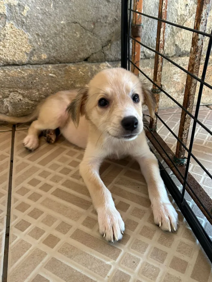 Cachorro raça SRD-ViraLata idade Abaixo de 2 meses nome denilza 