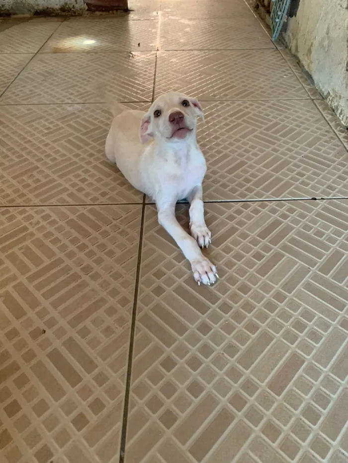 Cachorro raça SRD-ViraLata idade 2 a 6 meses nome filhote 