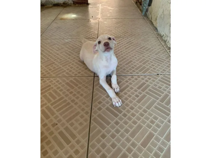 Cachorro raça SRD-ViraLata idade 2 a 6 meses nome filhote 