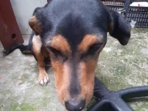 Cachorro raça SRD-ViraLata idade 1 ano nome pretinha