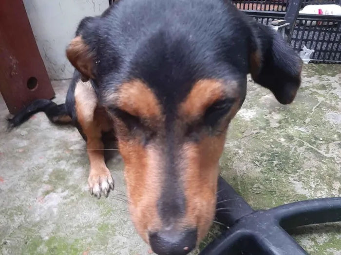 Cachorro raça SRD-ViraLata idade 1 ano nome pretinha