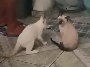 Gato raça SRD-ViraLata idade Abaixo de 2 meses nome Hana e Haru
