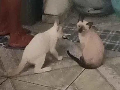 Gato raça SRD-ViraLata idade Abaixo de 2 meses nome Hana e Haru