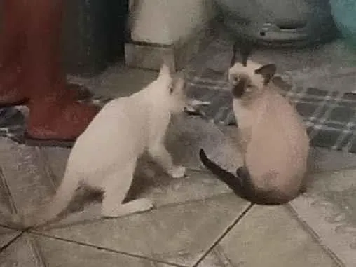 Gato raça SRD-ViraLata idade Abaixo de 2 meses nome Hana e Haru