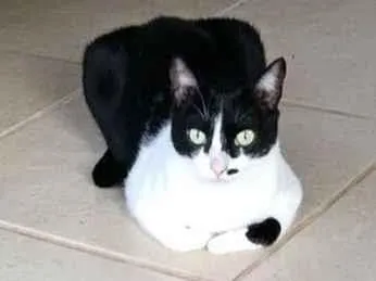 Gato raça SRD-ViraLata idade 4 anos nome Marlyn