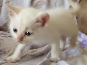 Gato raça SRD-ViraLata idade Abaixo de 2 meses nome Mia